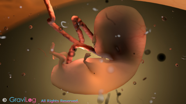 Week 12 - Baby Development