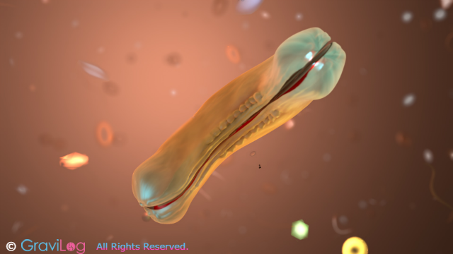 Week 4 - Baby Development